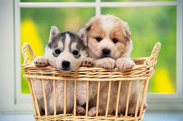 ペットも大切な家族の一員。小型犬と中型犬のみになりますが、ペット可物件です。（飼育する場合、敷金1ヶ月分必要になります。）