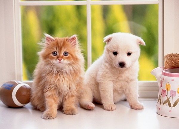 小型犬または猫を2匹まで飼育可能です♪大切な家族と一緒にお引越ししましょう。