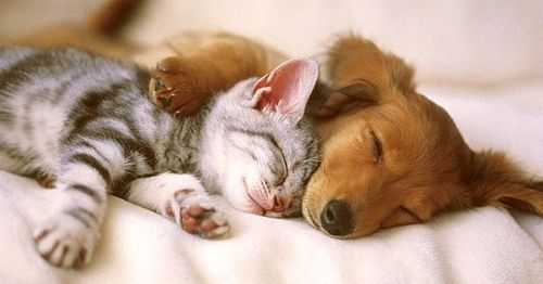 ペット飼育可能! ペット可物件になります!!犬・猫どちらも2匹までオッケーです!大事なペットと一緒に住めますよ♪