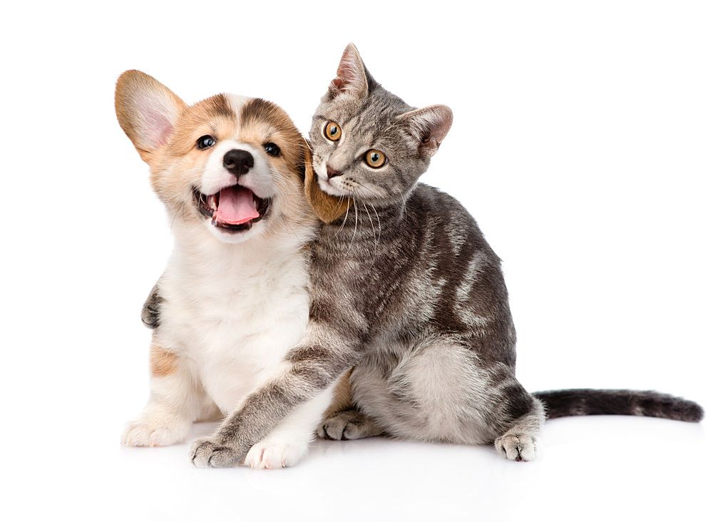 ペット飼育可能! 四万十市では数少ないペット可物件になります。犬・猫どちらも2匹までオッケーです!